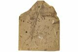 Miocene Fossil Leaf and Cypress Frond Plate - Idaho #189562-1